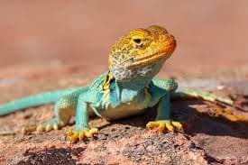 Lizard of the week